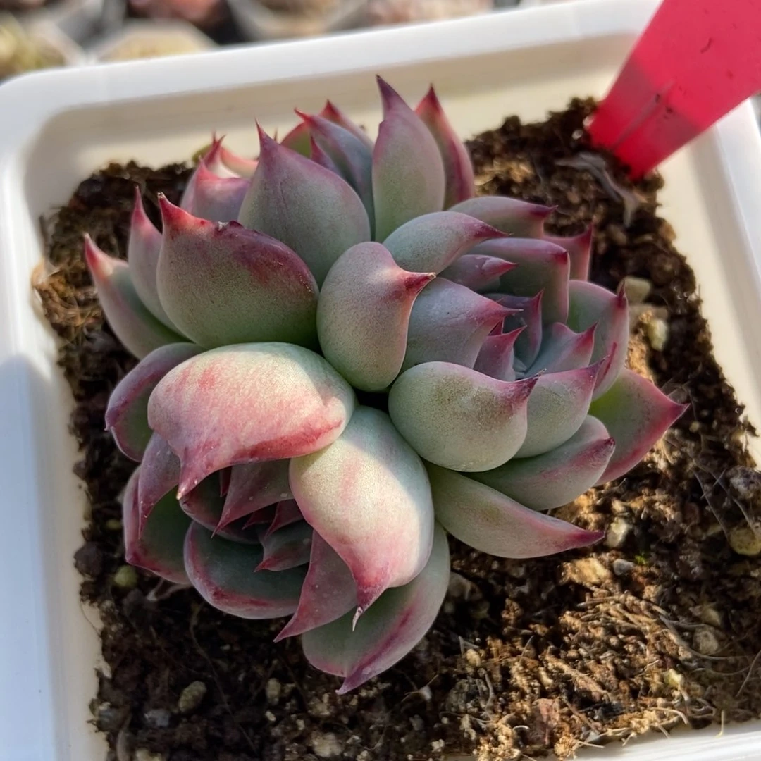 1903惊鸿仙子多肉植物