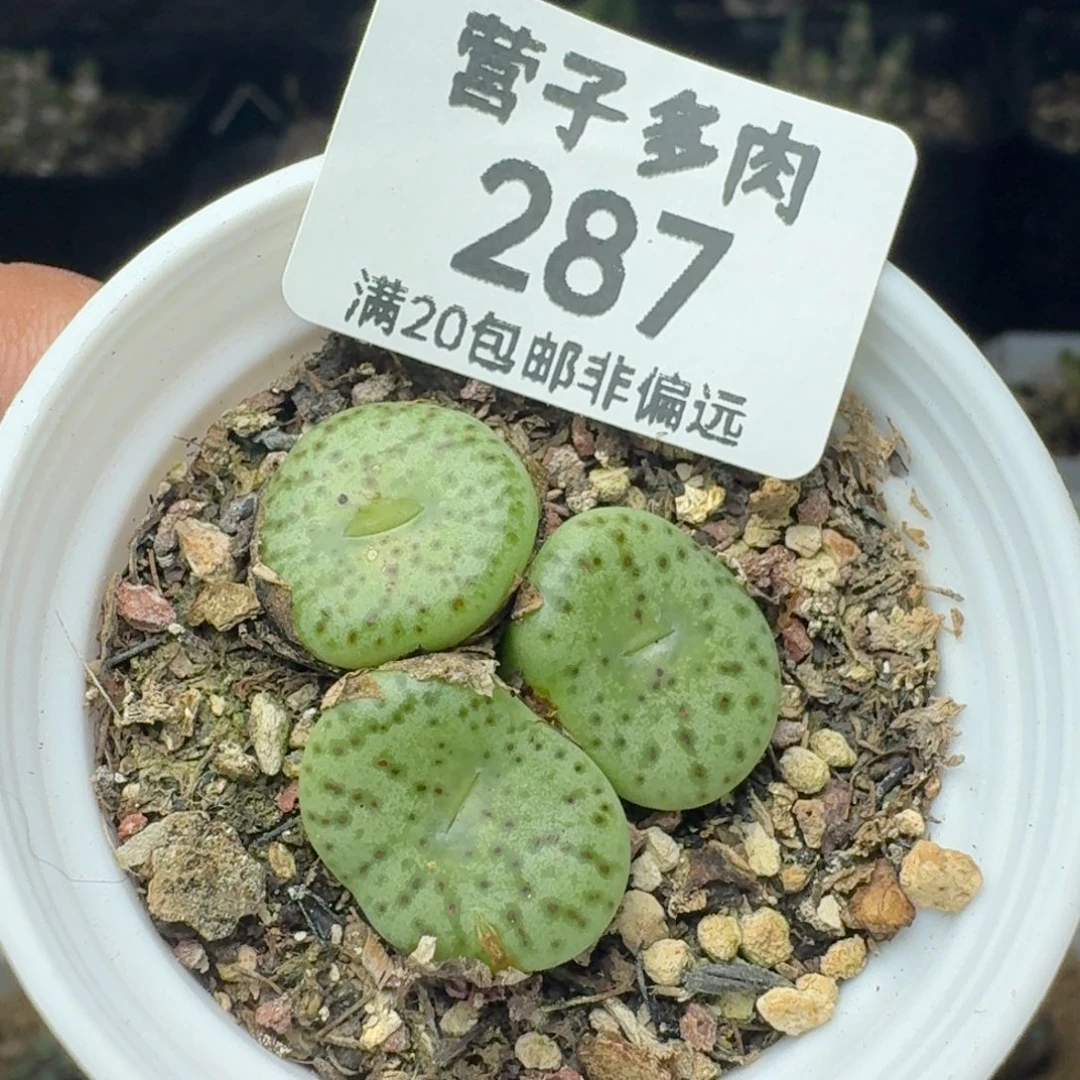 带盆土。