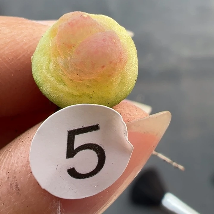 5号这颗多肉有点好看