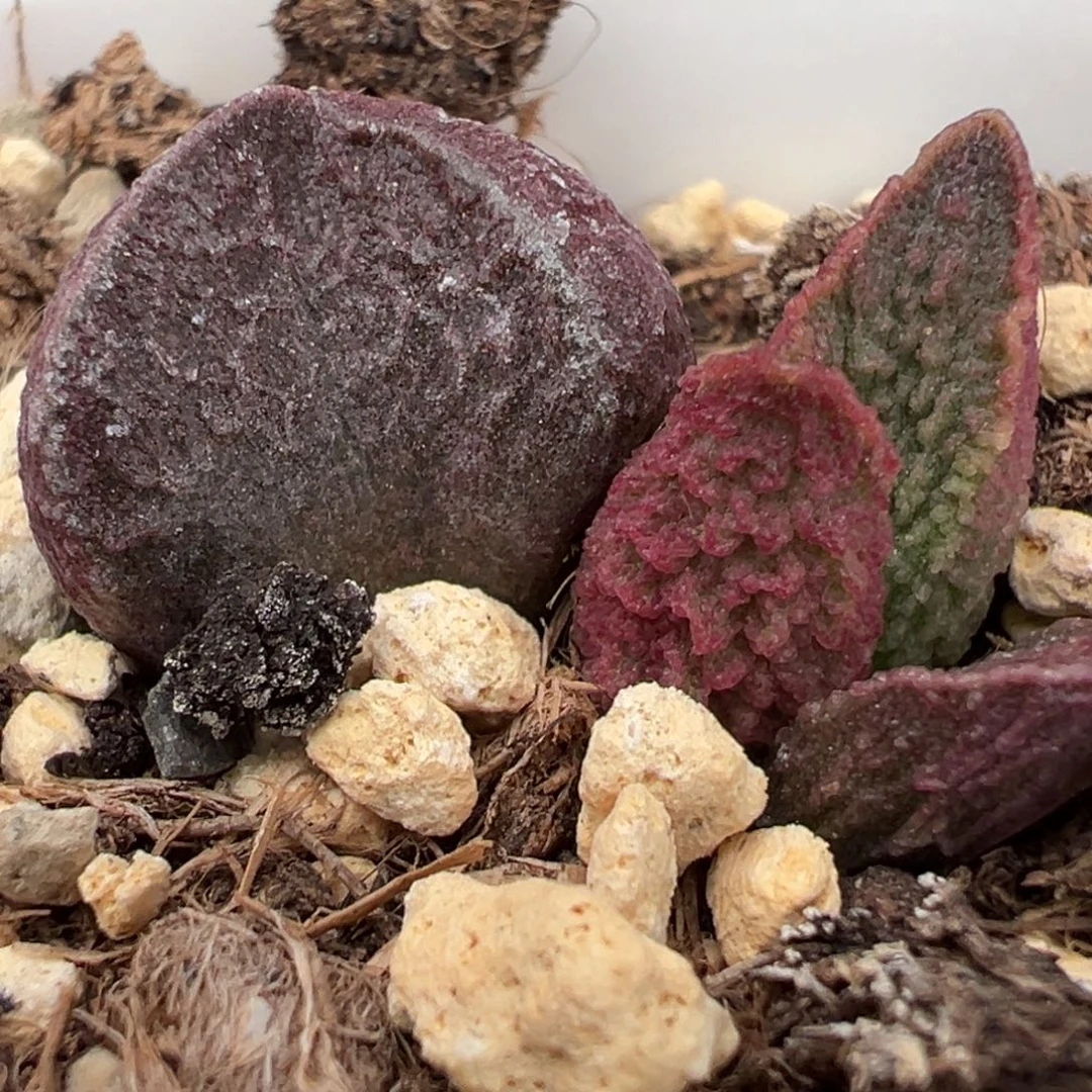 实生新品大苗多肉植物