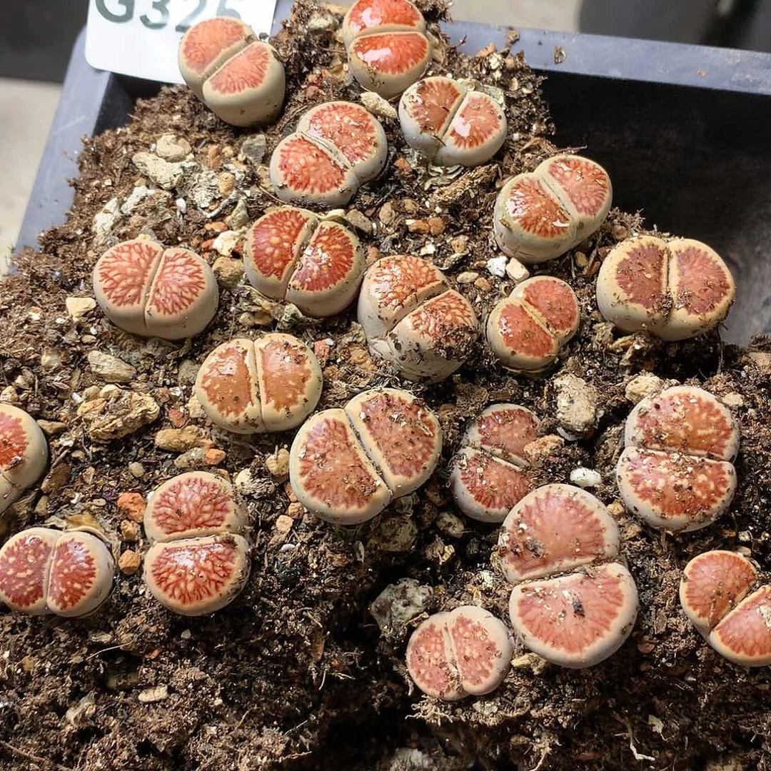 珍**肉G325多肉植物保护研究所