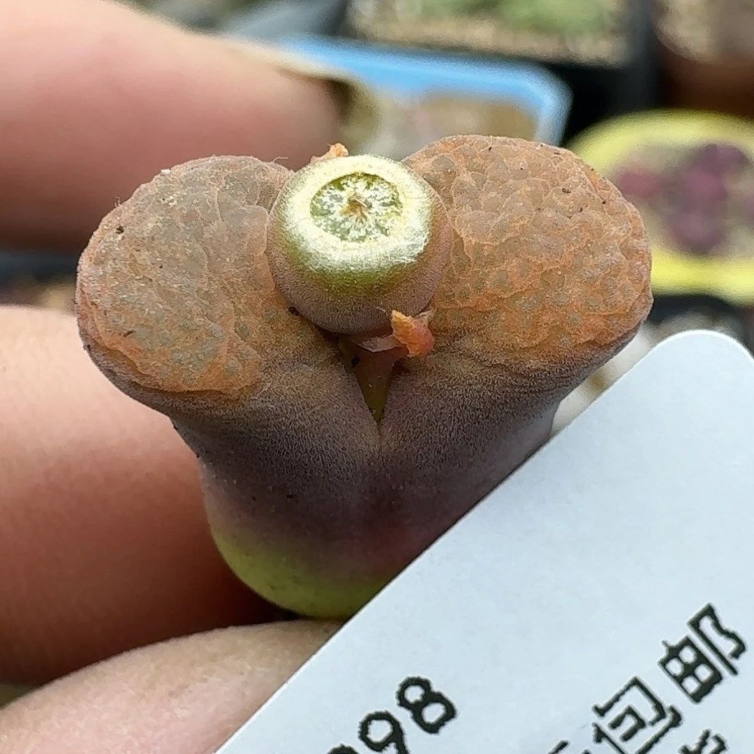 298多肉哈哈哈哈哈哈哈