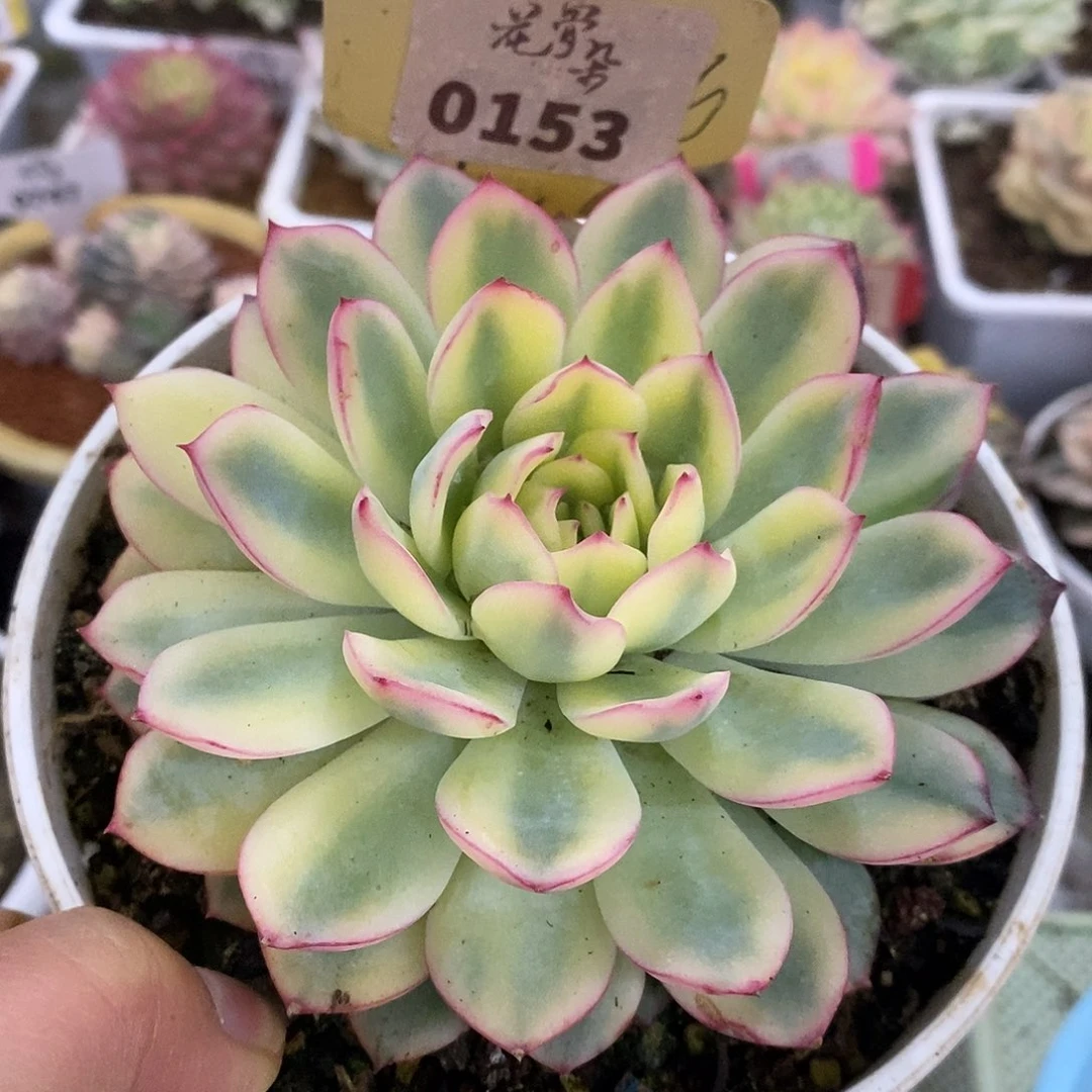 153雨燕座哈哈哈哈哈