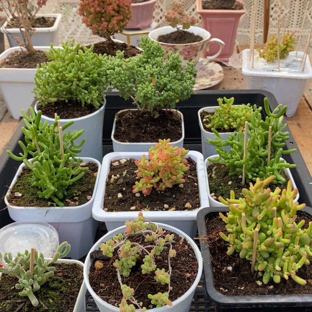 枝干番杏多肉植物486