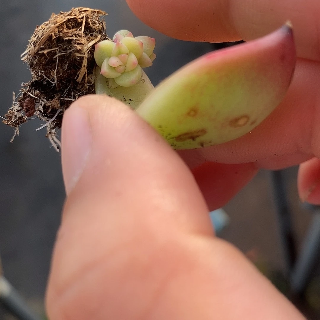 75月亮石叶子锦多肉植物