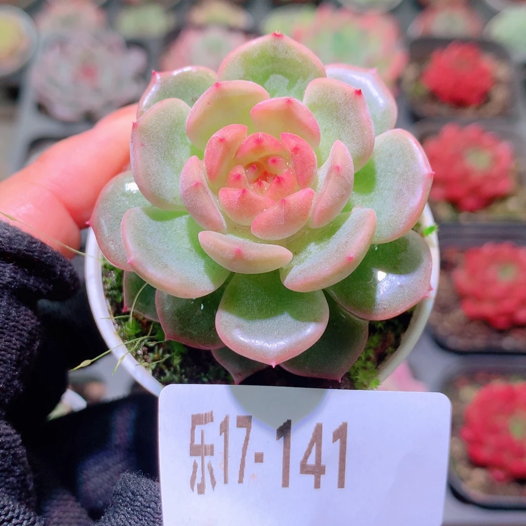 乐然17-141 新品单头