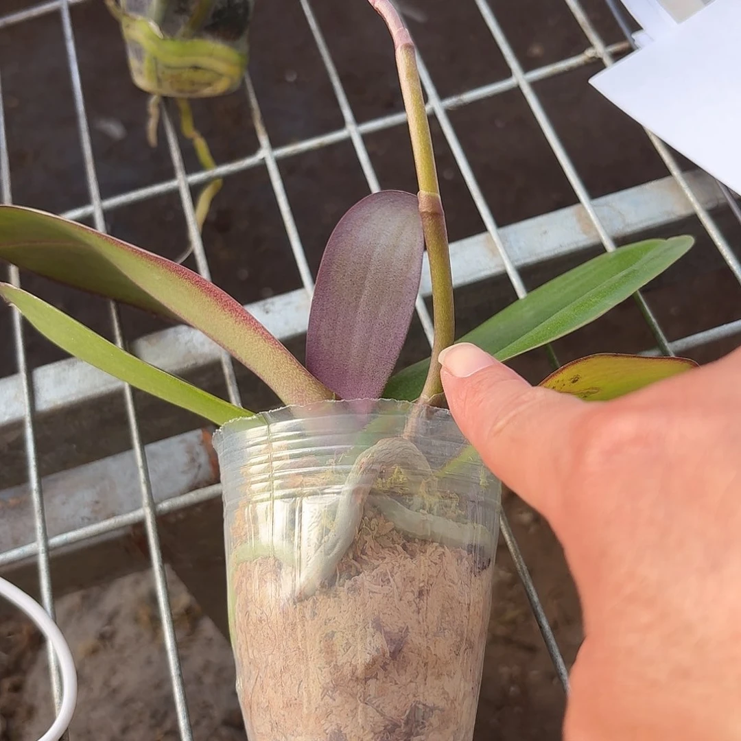 蝴蝶兰带花剑一盆2.5杯