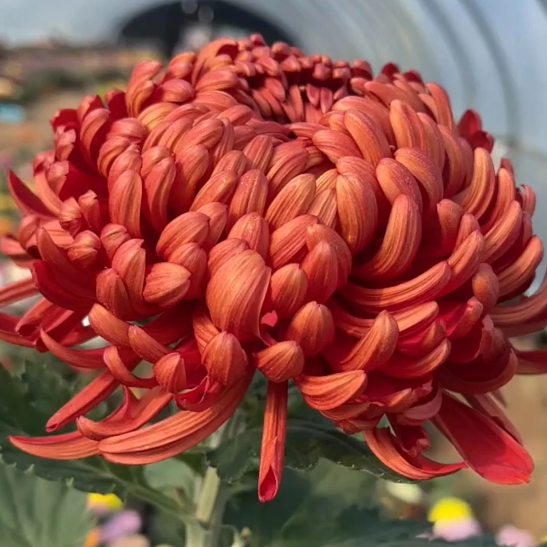 【盘龙圣火】稀有品种菊花盆栽菊苗耐寒植物开花大菊花带花苞好养