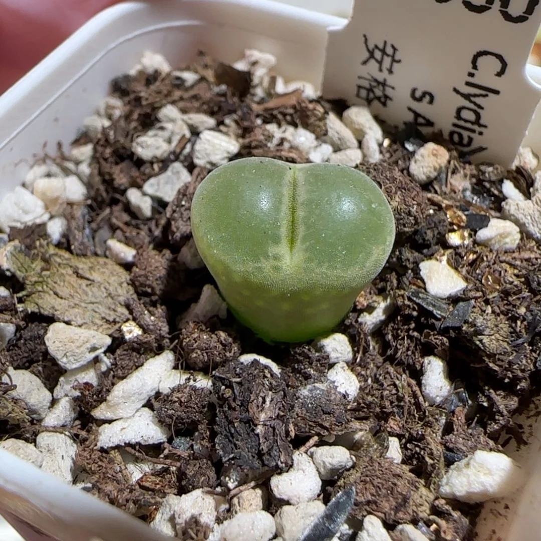 肉锥多肉植物组合-安格1782