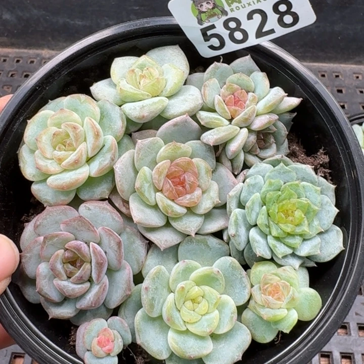 多肉植物多肉植物