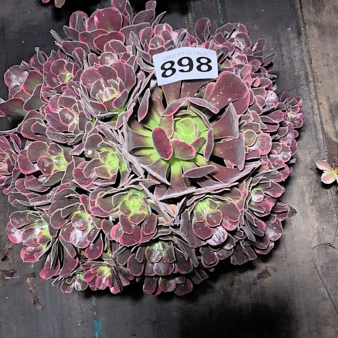 898蓝公主2-7法师