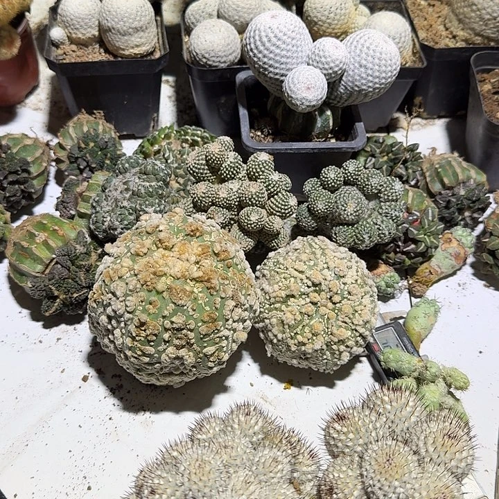 ****嗔银牡丹仙人球五个