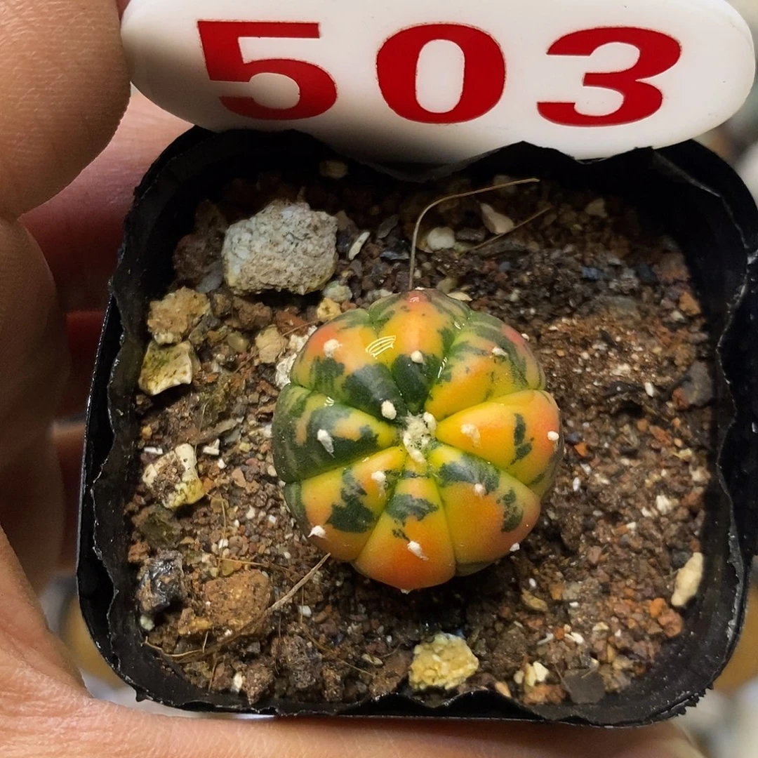 503福利特价来了哦亲