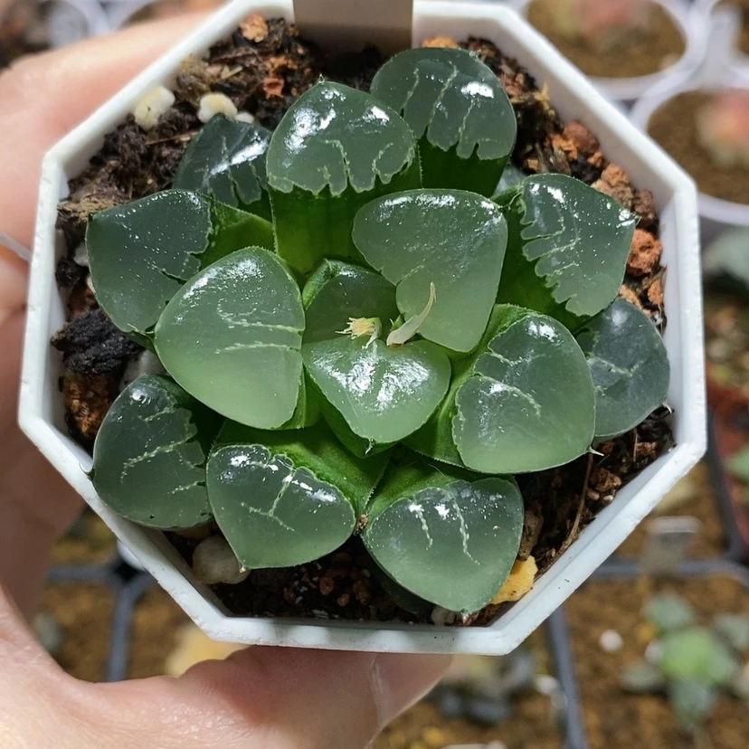 【闪购商品】38姬翠