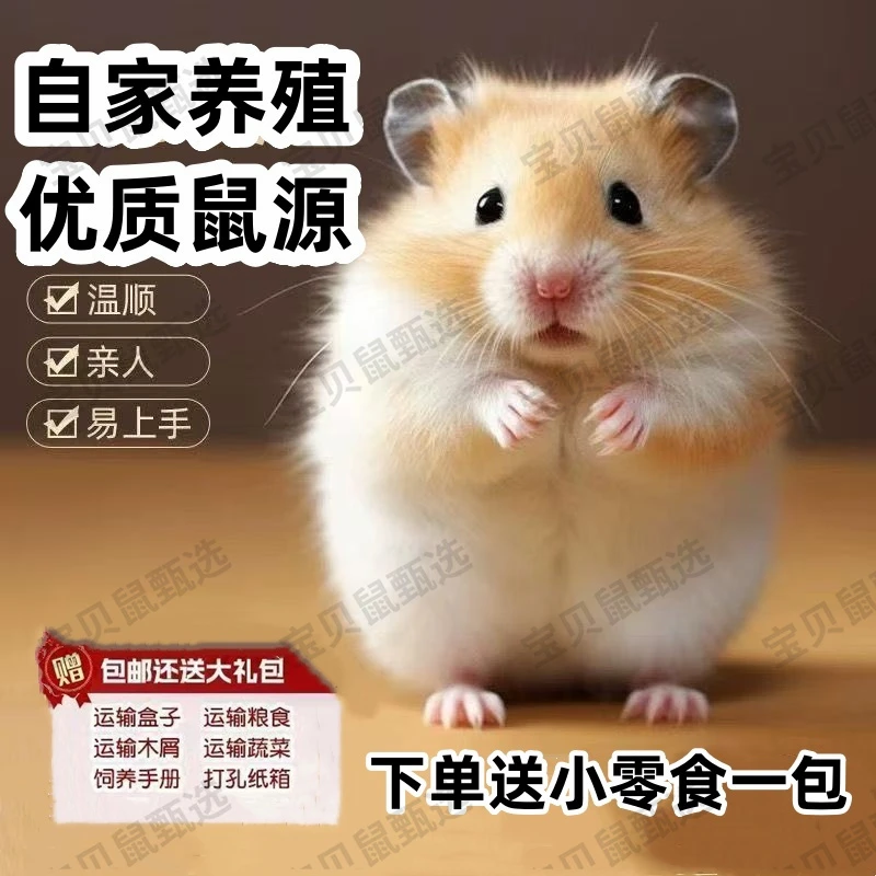 小仓鼠家养温顺宠物金丝熊米熊玻璃熊长毛熊金丝熊情侣幼崽易上手