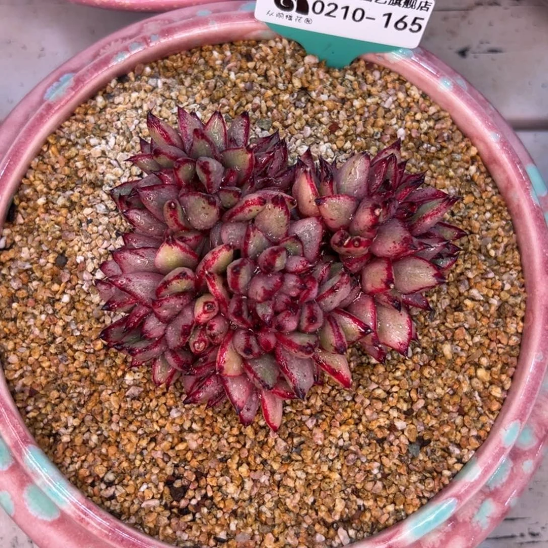 多肉一物一拍0210-165