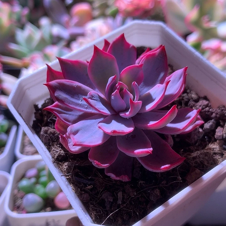 劳伦斯覆轮锦有根