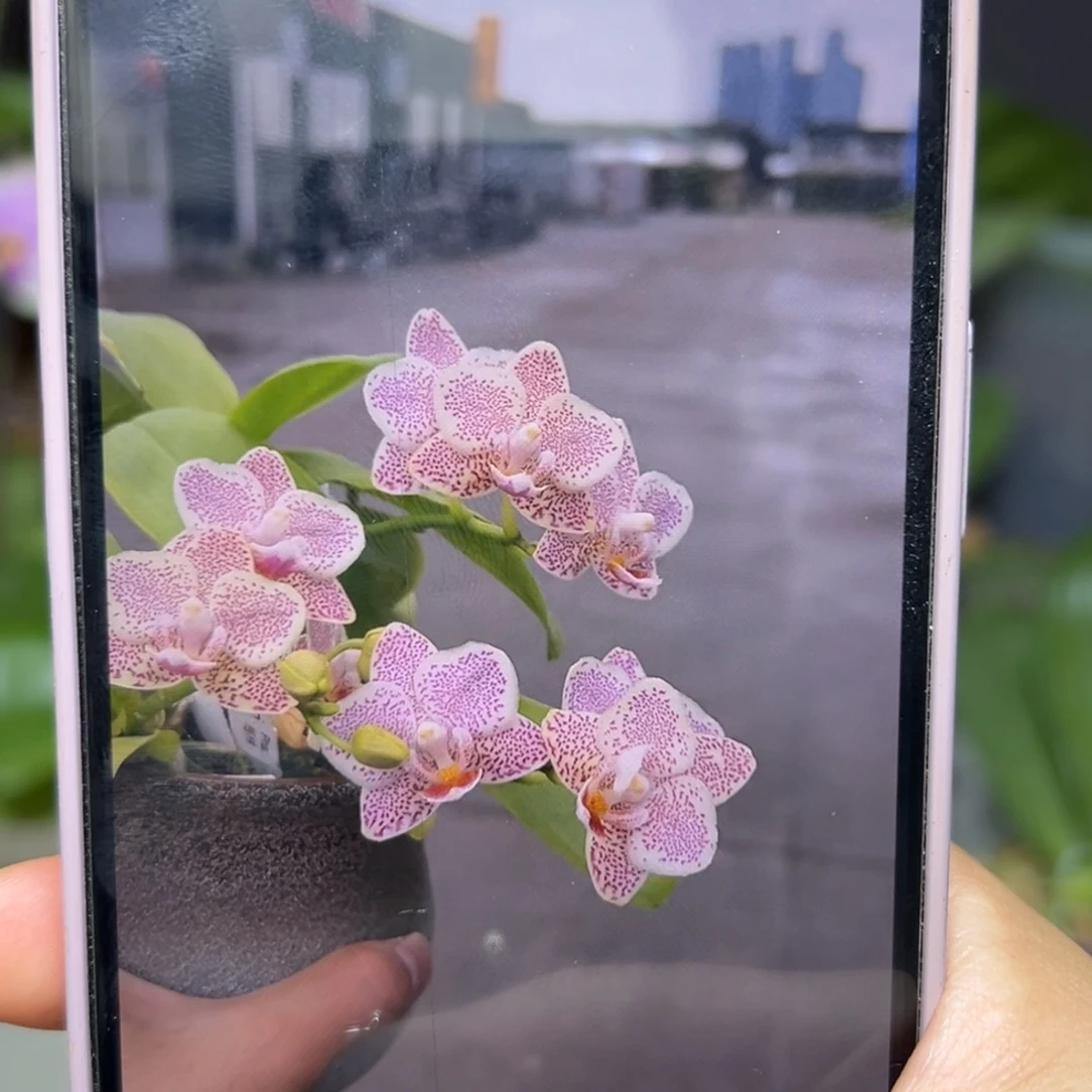无花朵莓林抽梗苗带香
