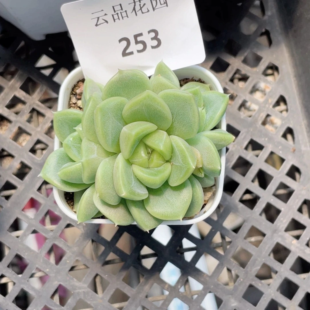 居***y253号糖心冰心珍妮 灵舞珍妮