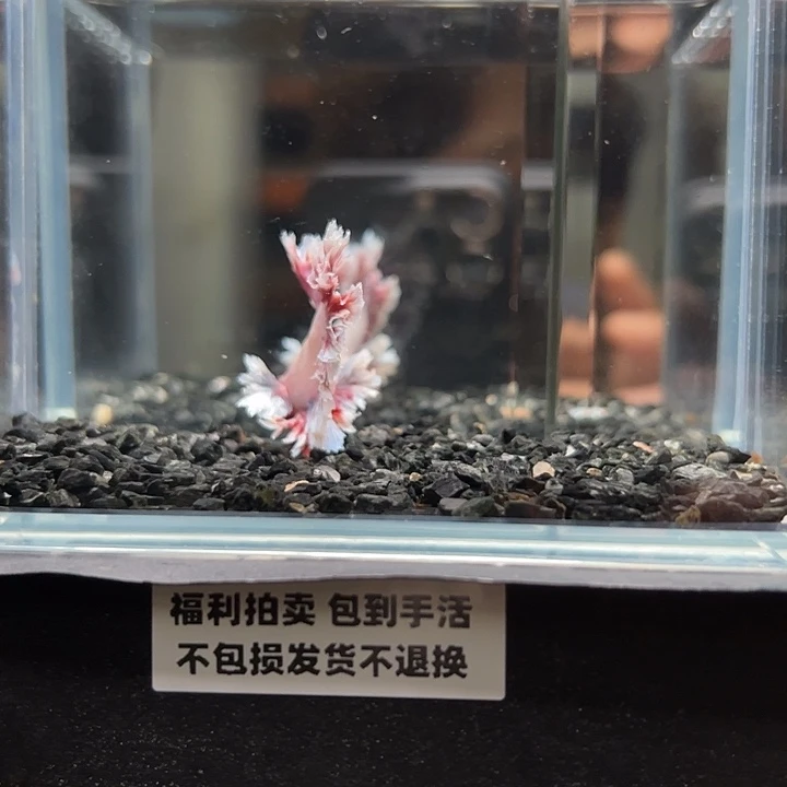 斗鱼竞拍跑单拉黑25日112