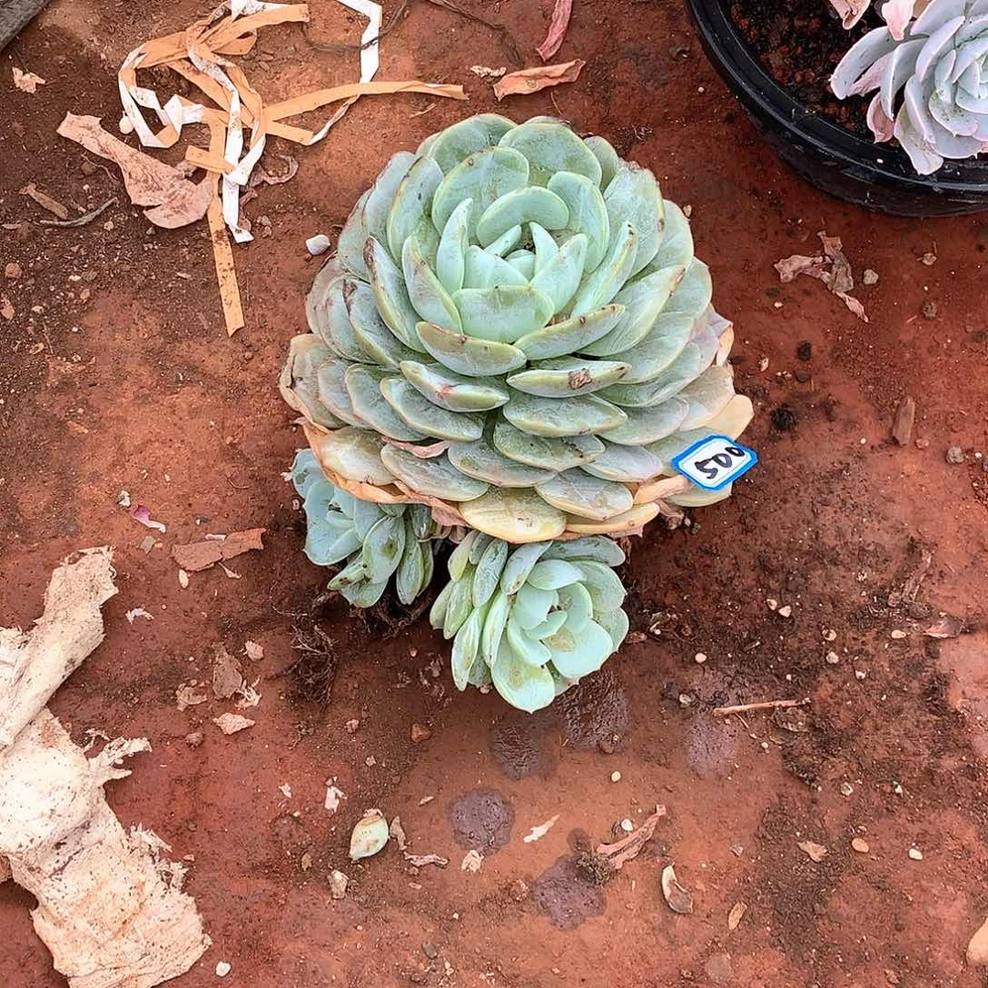 500老林 一物一拍多肉