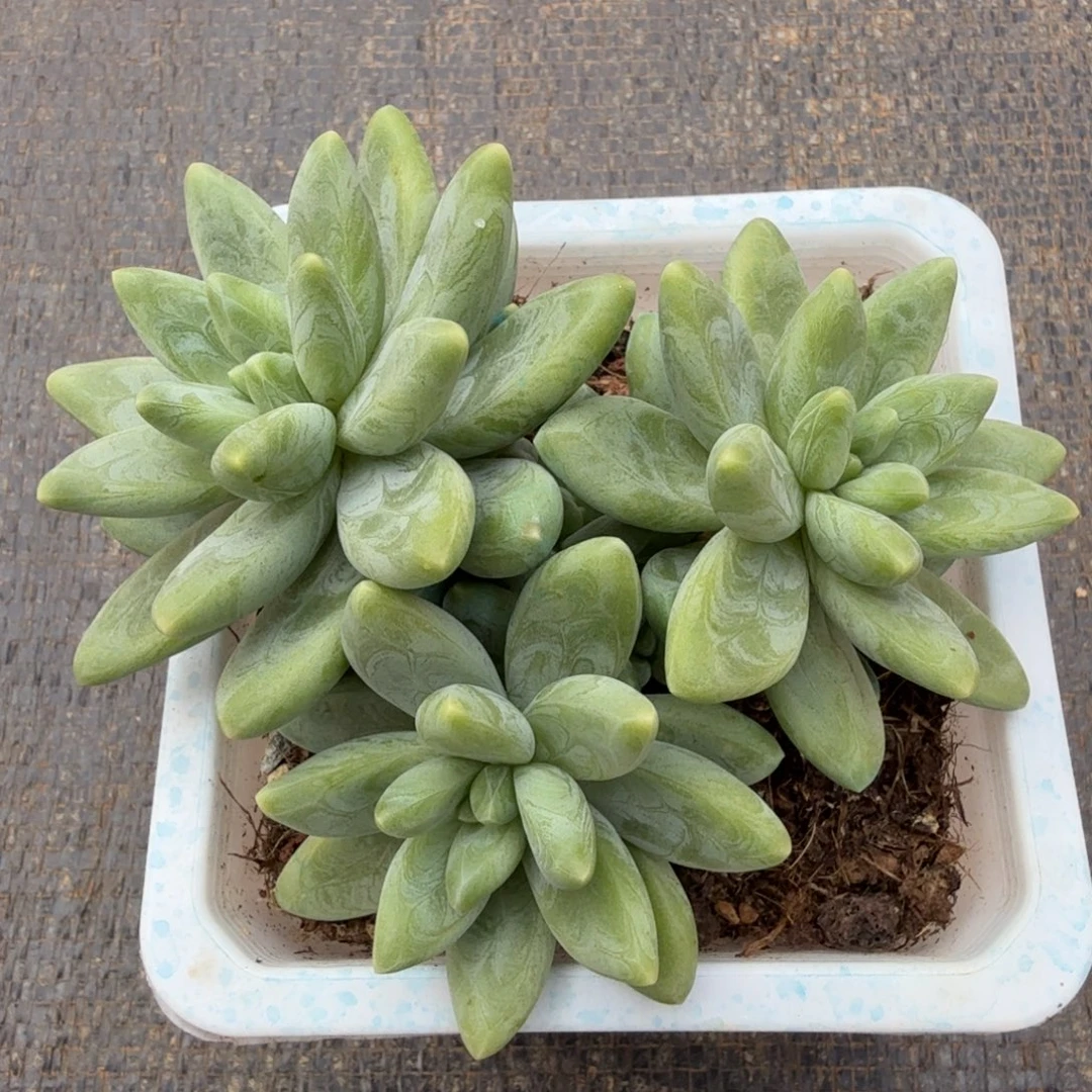 阿蒂斯托。锦上园艺一物一拍