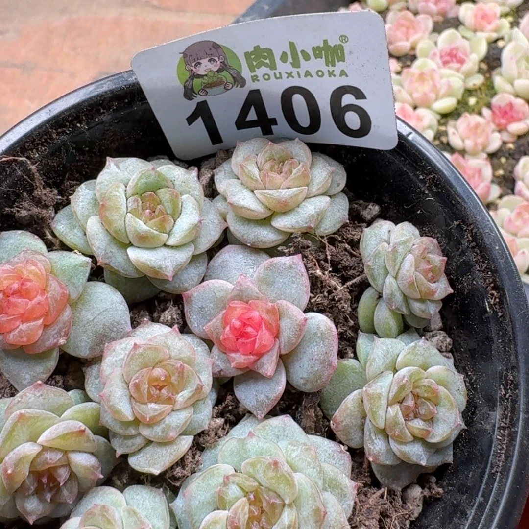 *****多肉植物多肉植物