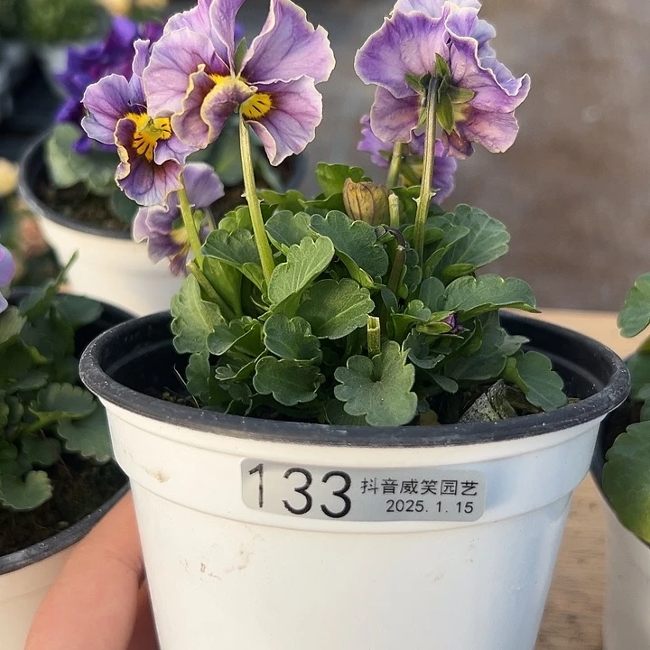 红陶抖音直播闪拍133