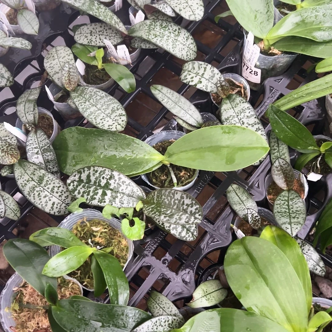 不开花植物蝴蝶兰1.7