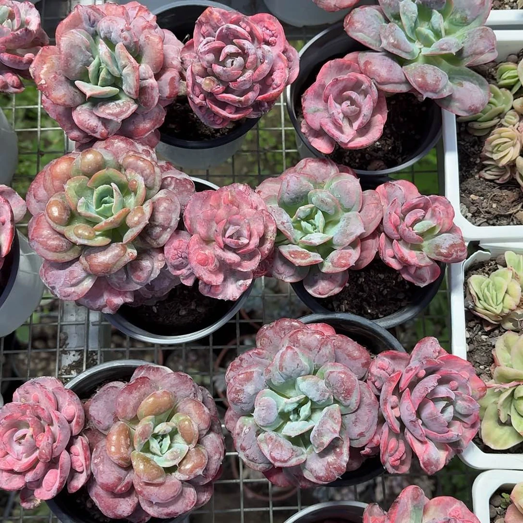 雨滴阴阳锦冠幅15㎝左右