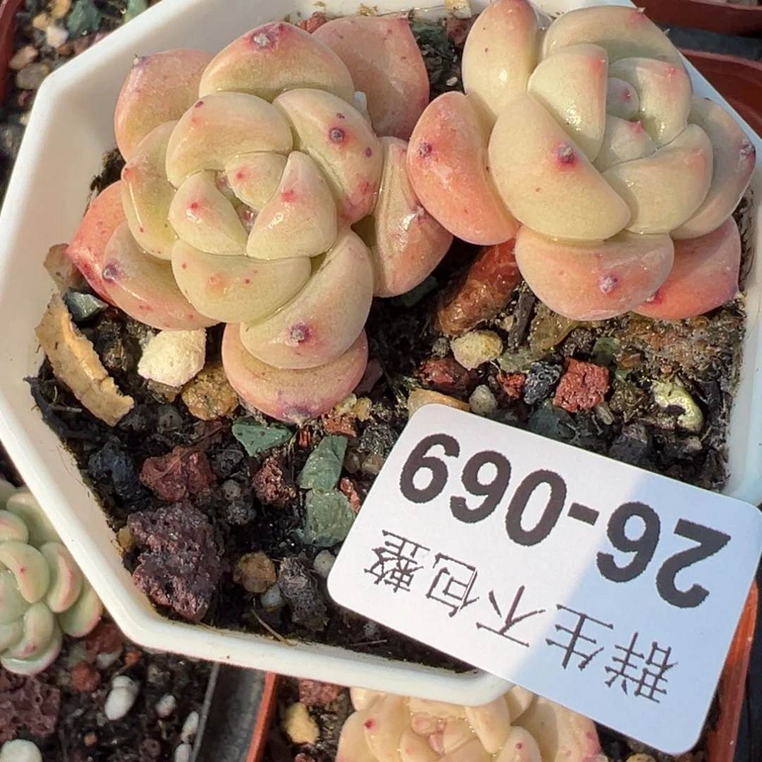 小卡拉米糖心一物一拍26-69