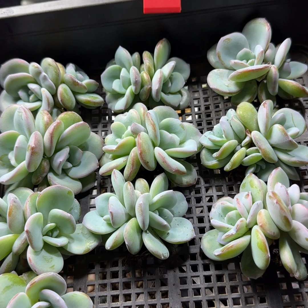 *****韩版奶茶10颗双头一物一拍32