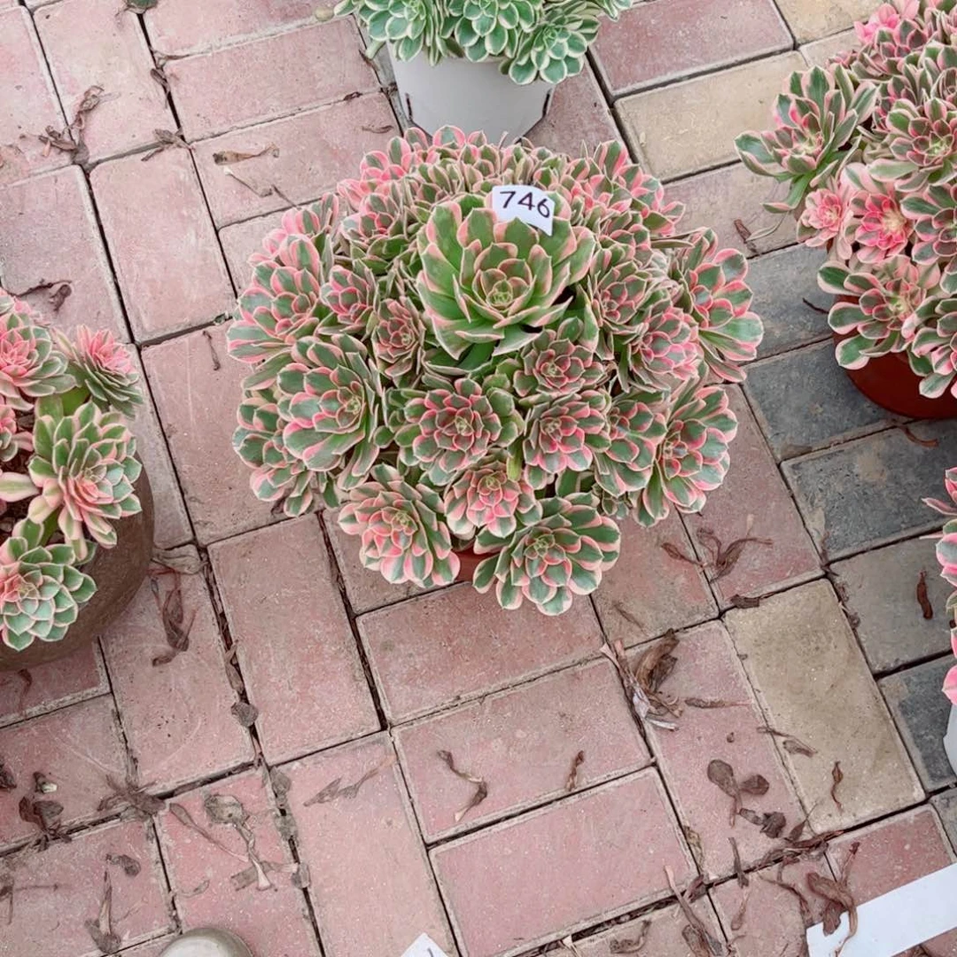 阳***爱746初恋法师多肉植物