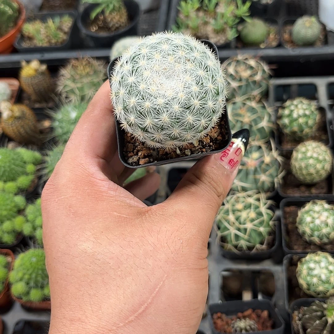 凉***开107722一物一拍单头