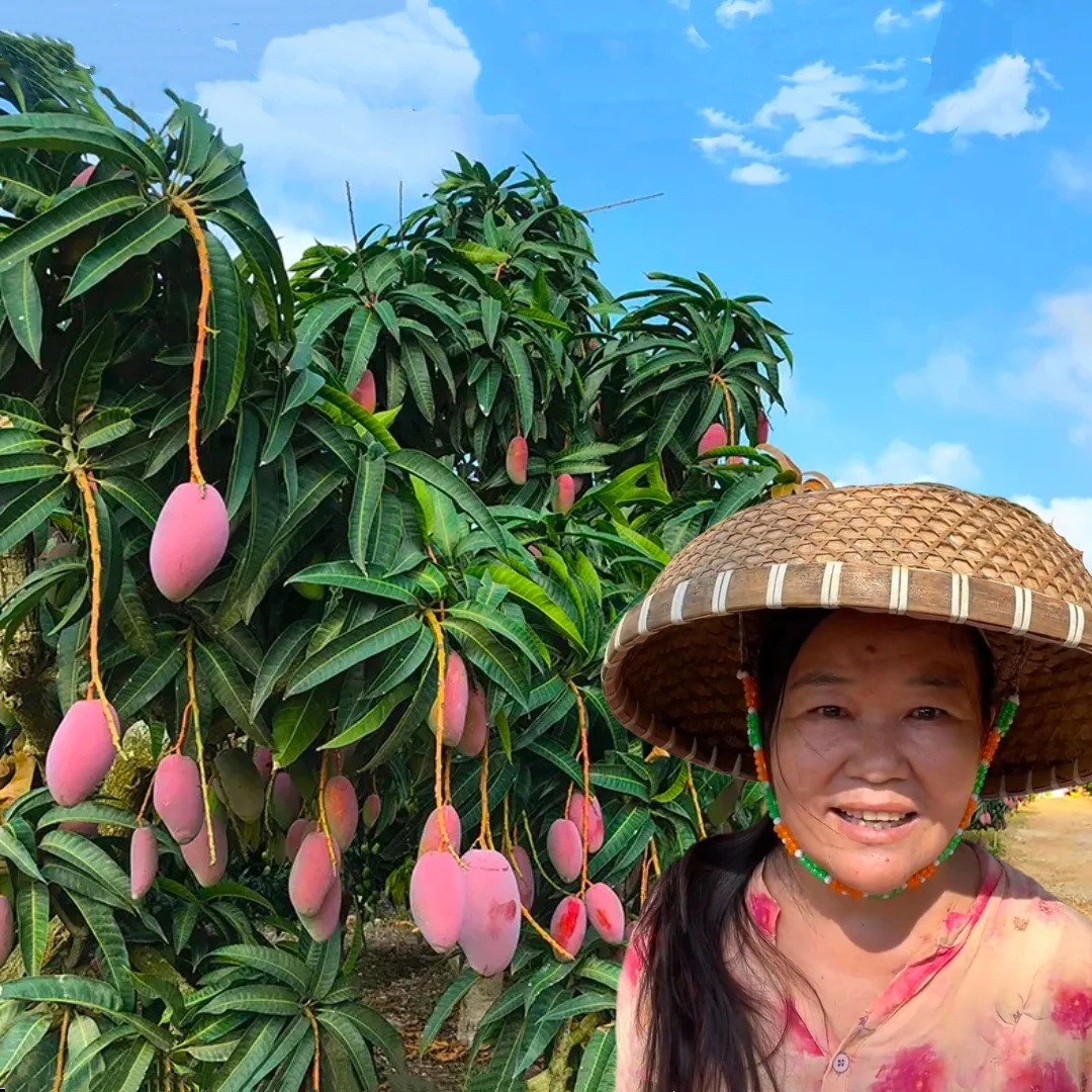 海南贵妃芒 三亚树上熟芒果 新鲜采摘应季水果爆甜多汁果香浓郁