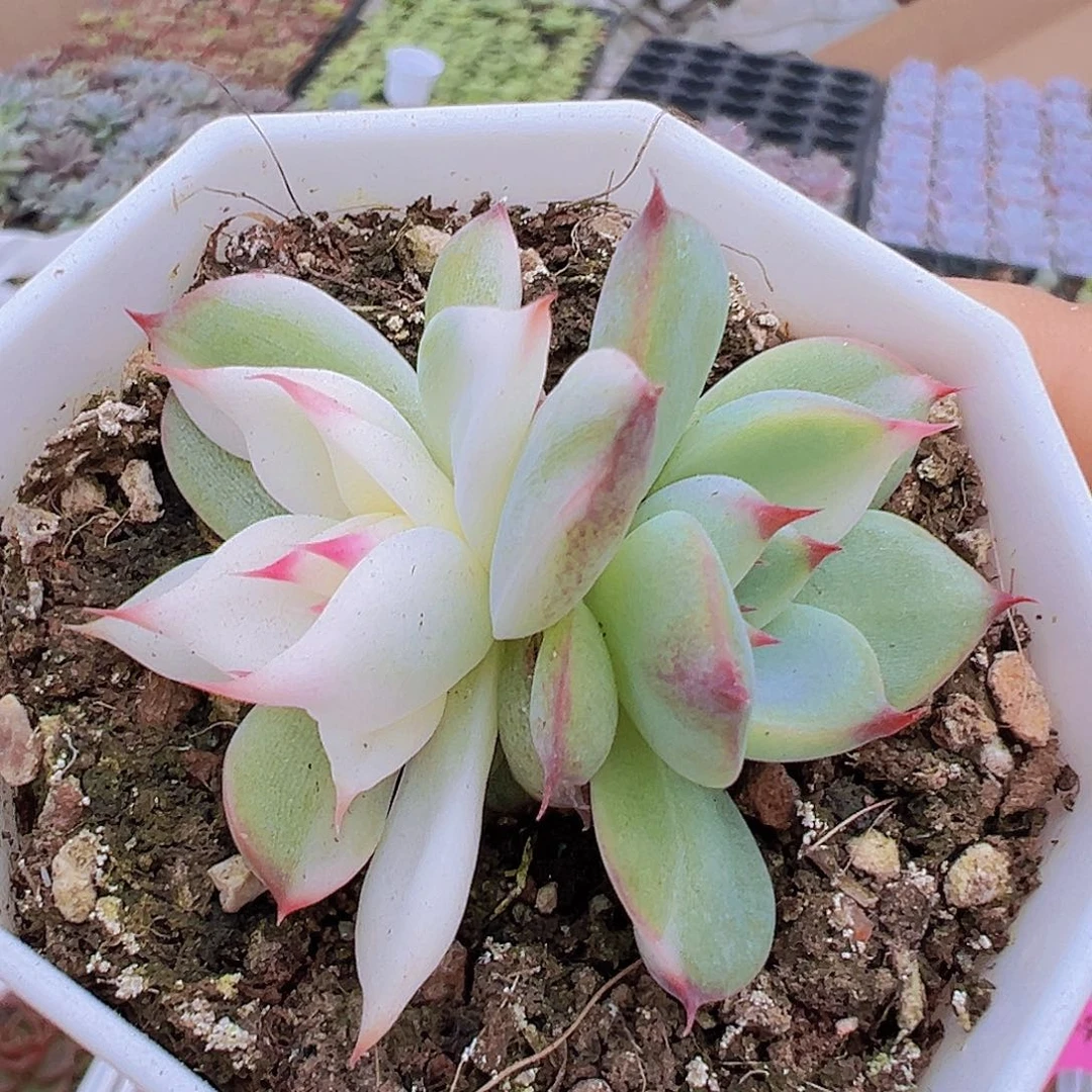 双头吉娃娃锦19包邮