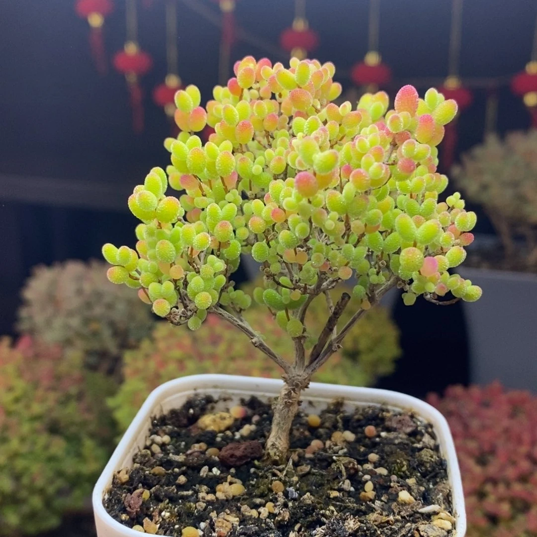 23号蜜橘糖球枝干多肉