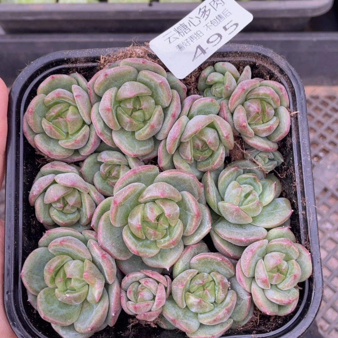 云糖心多肉植物495