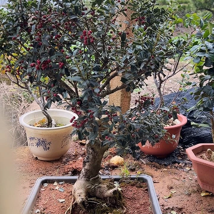 回***录无花朵有刺枸骨金玉满堂