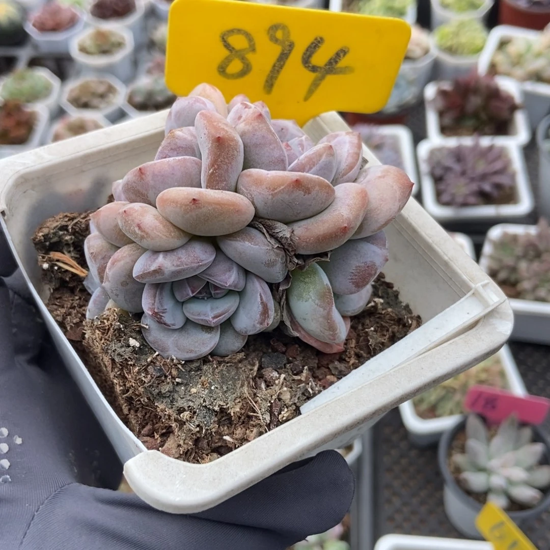 894石榴子多肉植物