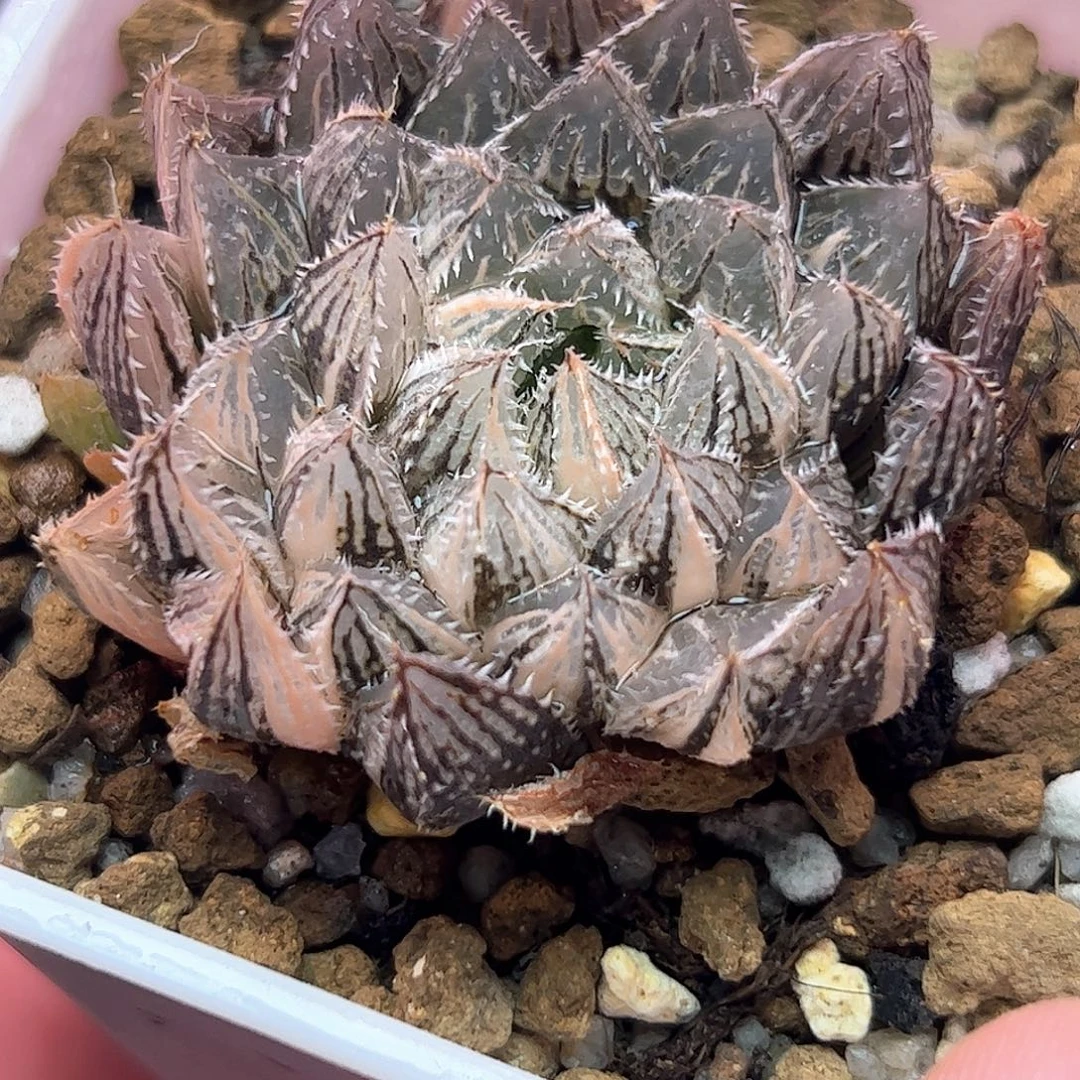 楼兰锦十二卷多肉植物