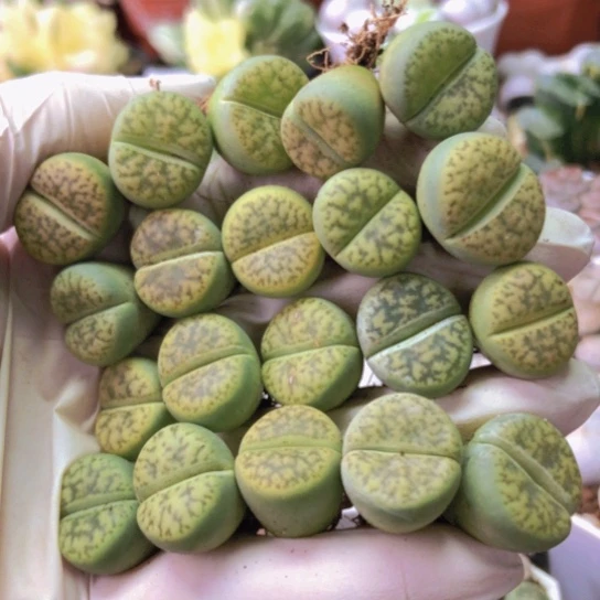 2767，20棵1.5厘米左右