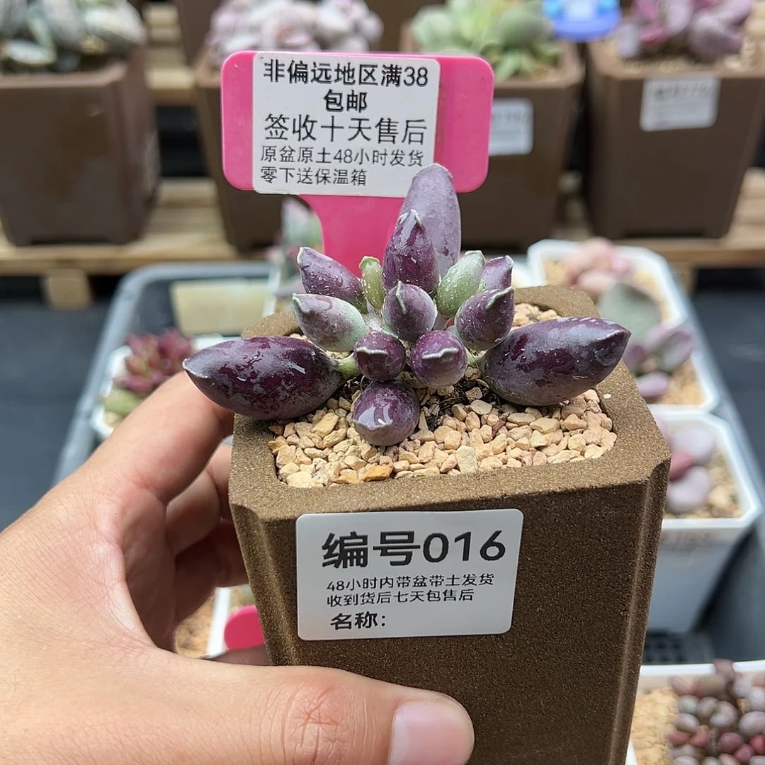 田*喵016紫肌海豹多肉植物