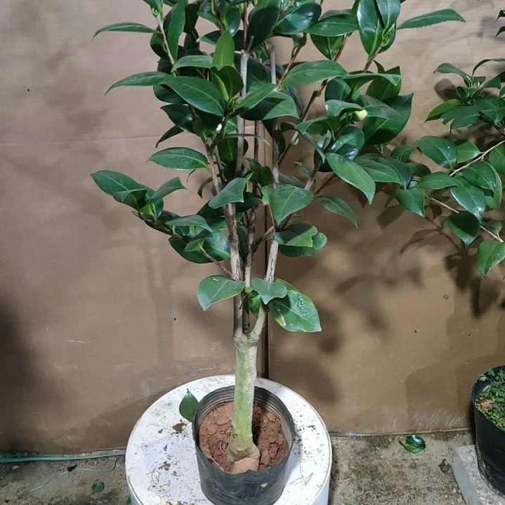 596黄达，原盆原土发货，不包邮