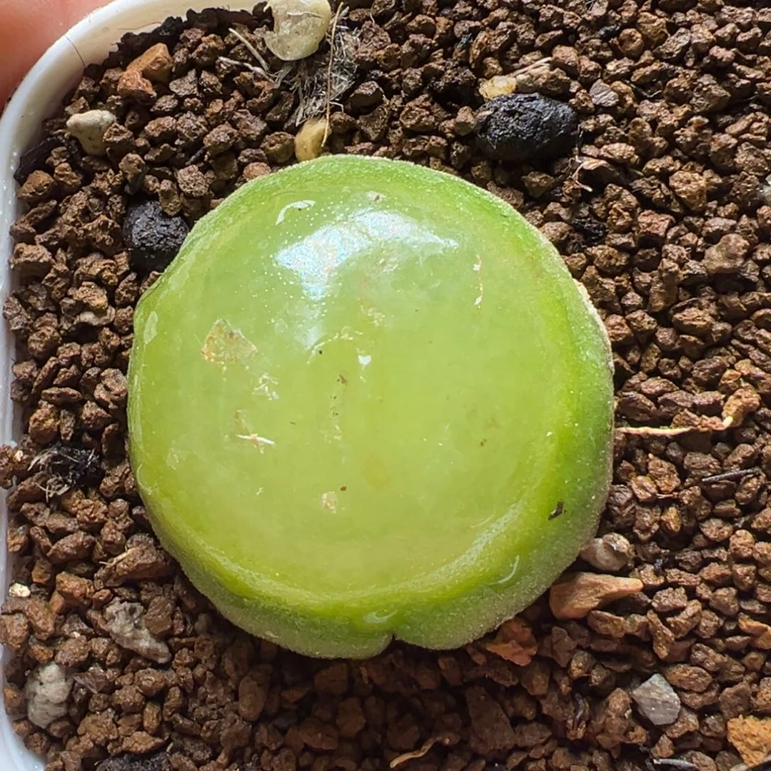 小***球多肉植物灯泡8年植物