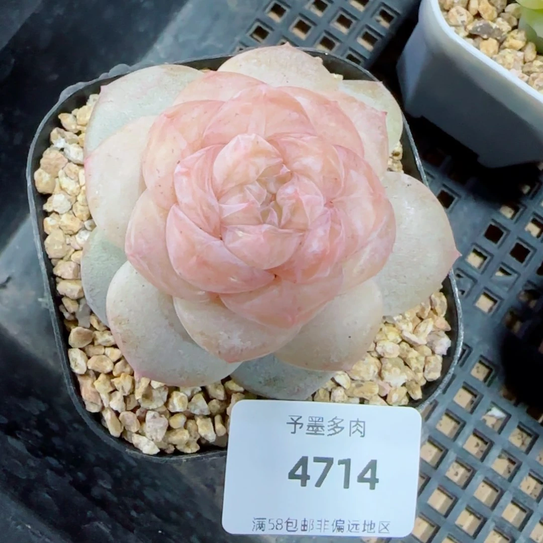冰奶糖，4714多肉植物