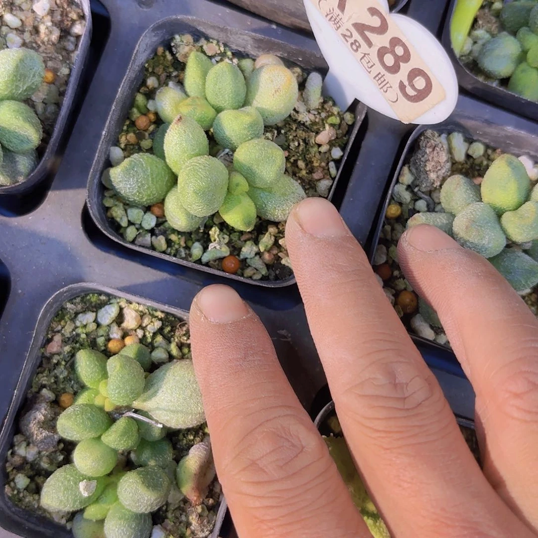 A289水泡一物一拍