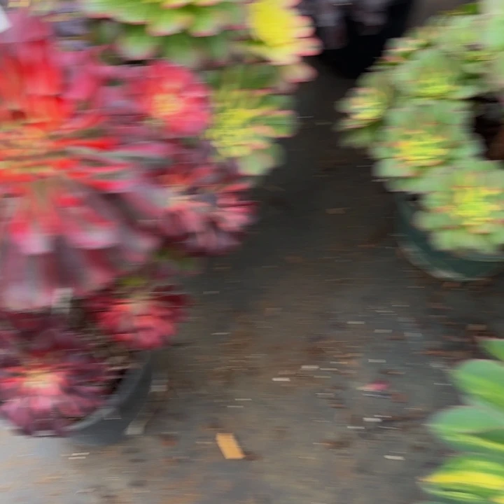 用***4云南法师多肉好看313号