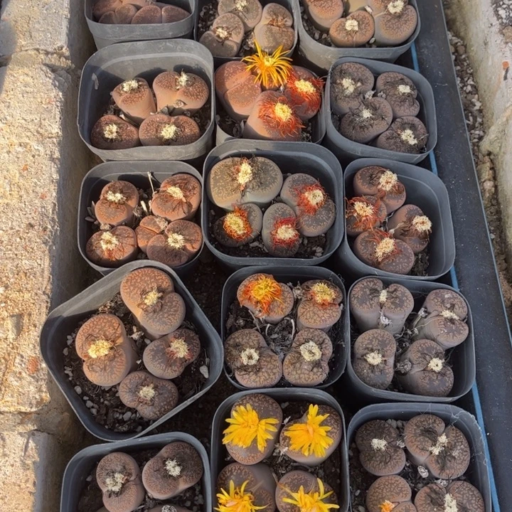 四头日轮888888888888