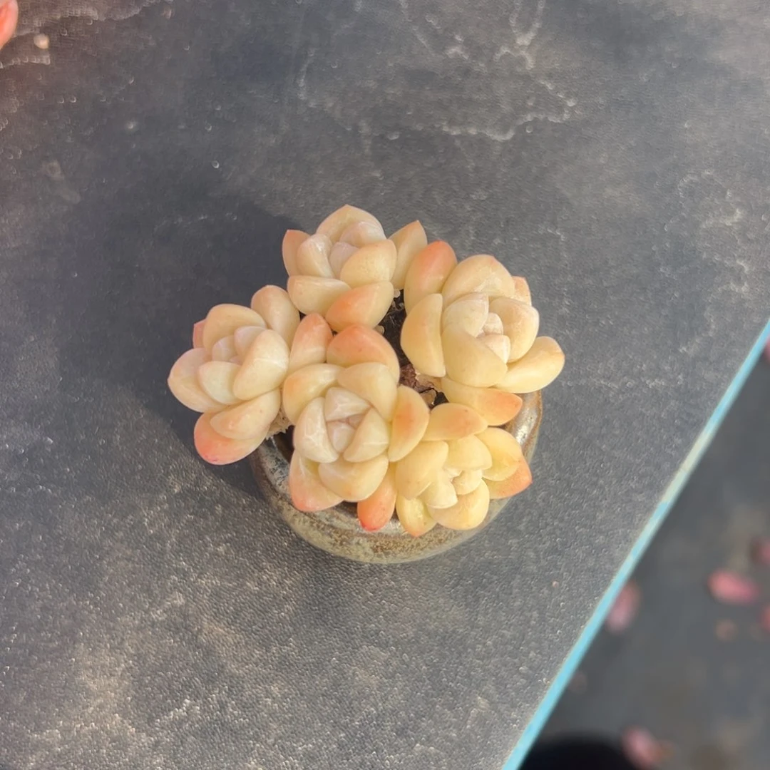 五头冰玉带盆00000000000